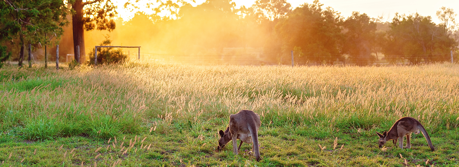 Parks and wildlife banner image